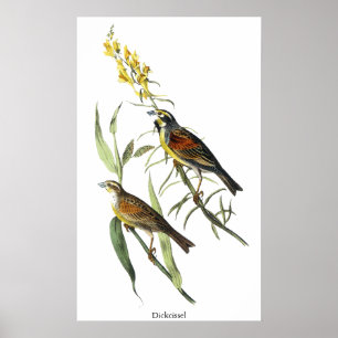 Audubon Dickcissel Poster