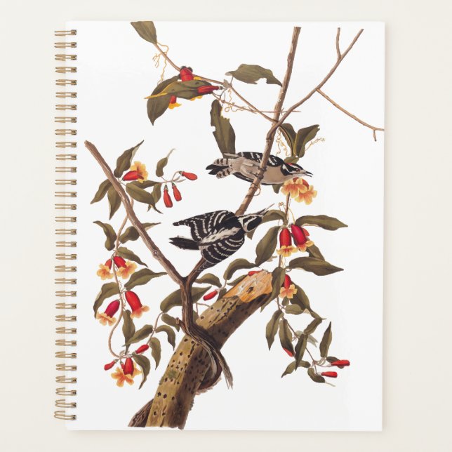 Audubon Downy Pic Couple aux fleurs (Devant)
