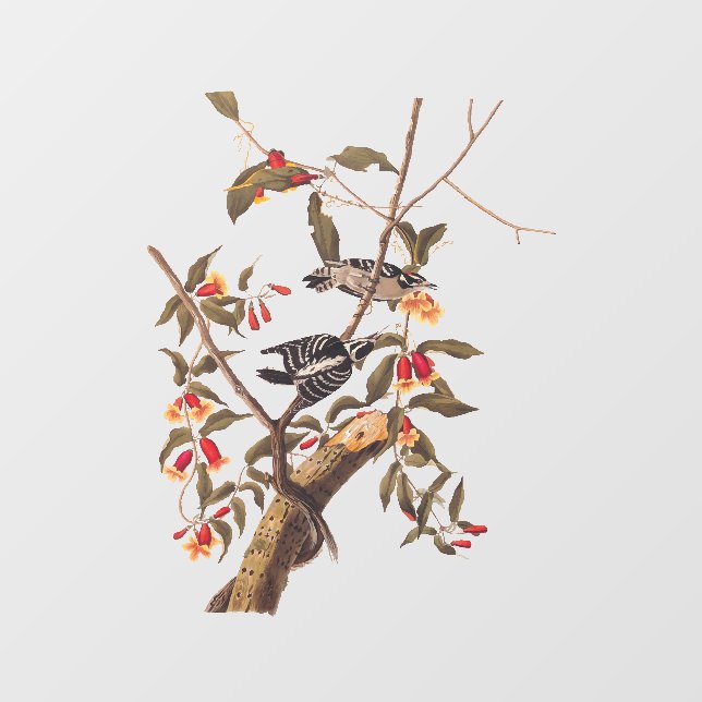 Audubon Downy Woodpecker Couple with Flowers Window Cling (Sheet)