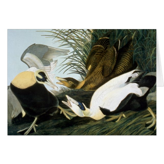 Audubon: Eider Duck (Front Horizontal)