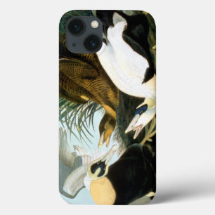 Audubon: Eider Duck iPhone 13 Case