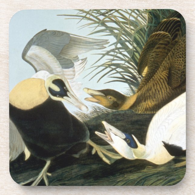 Audubon: Eider Duck Coaster (Front)