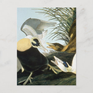 Audubon: Eider Duck Postcard