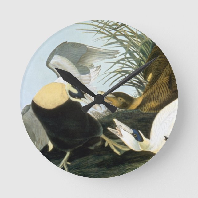 Audubon: Eider Duck Round Clock (Front)