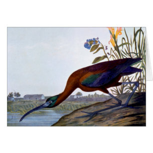 Audubon: Glossy Ibis