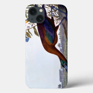 Audubon: Glossy Ibis iPhone 13 Case