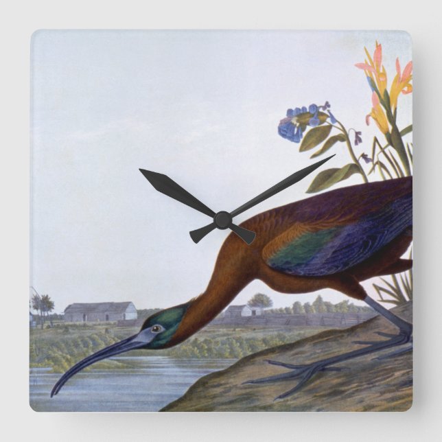Audubon: Glossy Ibis Square Wall Clock (Front)