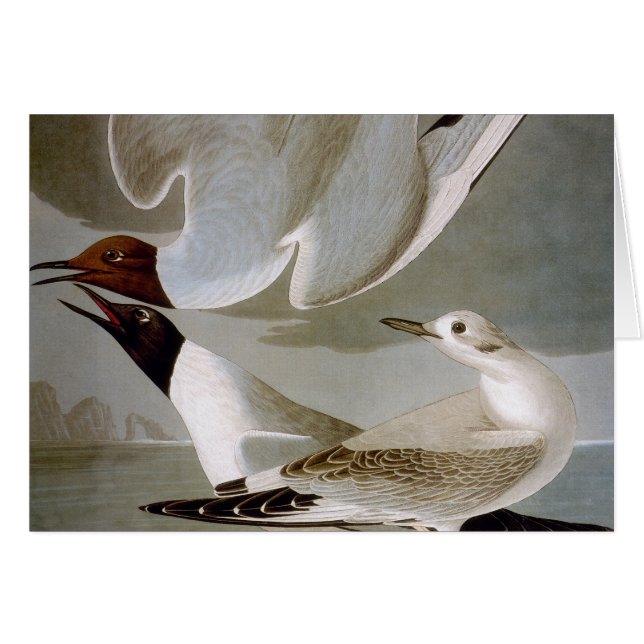 Audubon : Goéland de Bonaparte (Devant Horizontal)