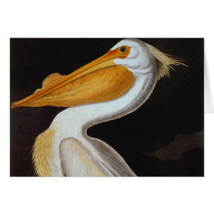 Audubon : Grand pélican blanc