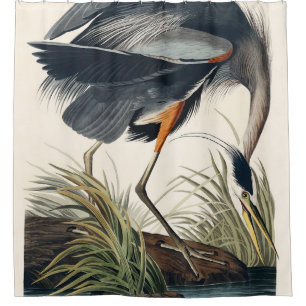Audubon Great Blue Heron 1834 Plate CCXI