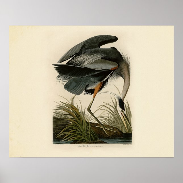 Audubon Great Blue Heron Marsh Bird Poster (Front)