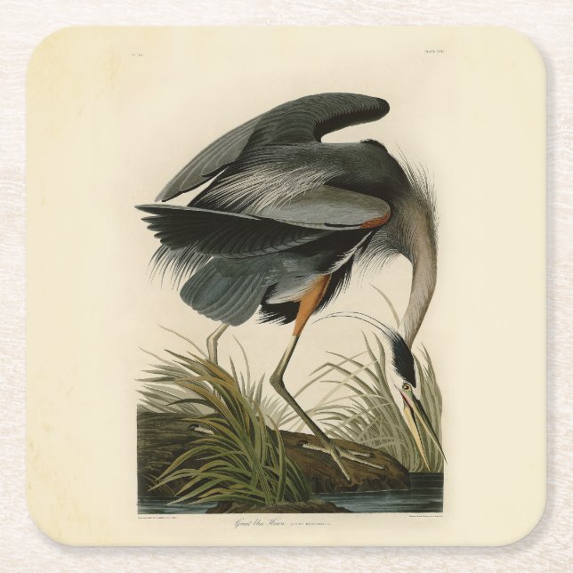 Audubon Great Blue Heron Marsh Bird Square Paper Coaster (Front)