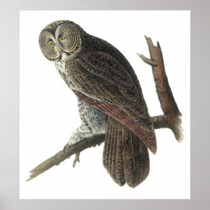 Audubon Great Grey Owl Poster or Print