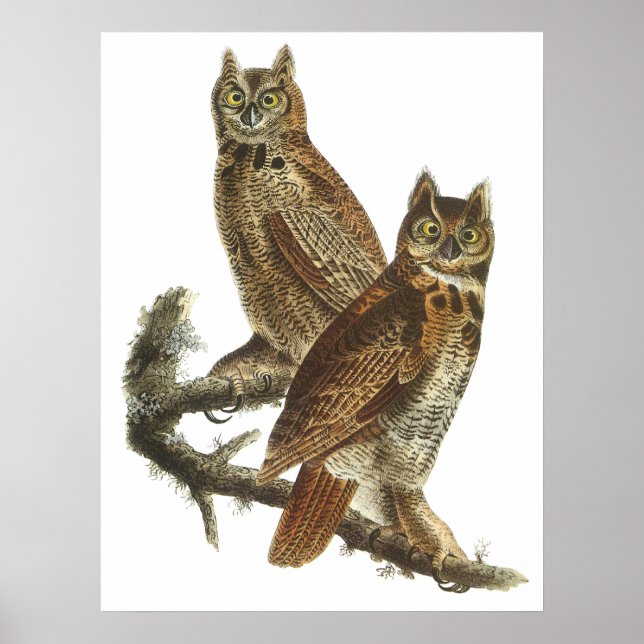 Audubon Great Horned Owls Poster or Print (Front)