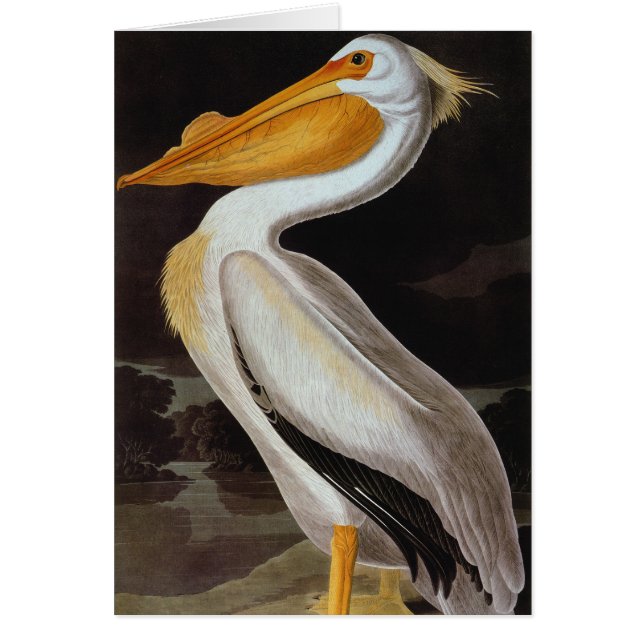 Audubon: Great White Pelican (Front)