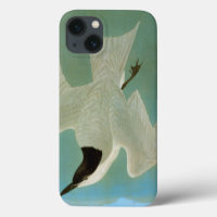 Audubon: Gull-Billed Tern
