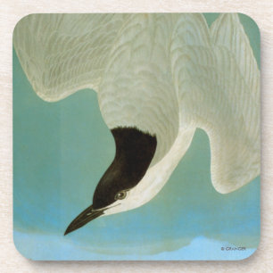 Audubon: Gull-Billed Tern Coaster
