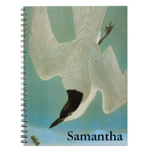 Audubon: Gull-Billed Tern Notebook