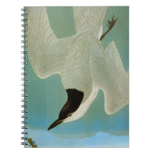 Audubon: Gull-Billed Tern Notebook
