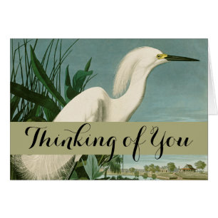 Audubon Héron de neige Oiseaux d'aigrettes blanche