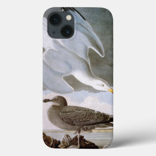 Audubon: Herring Gull iPhone 13 Case