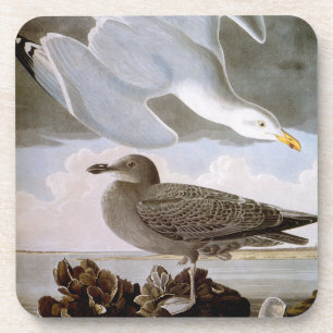 Audubon: Herring Gull Coaster