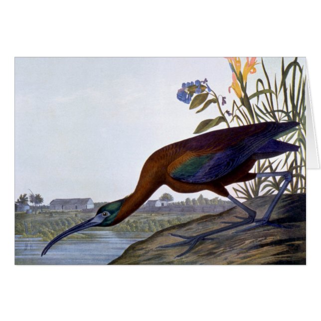 Audubon : IBIS brillant (Devant Horizontal)