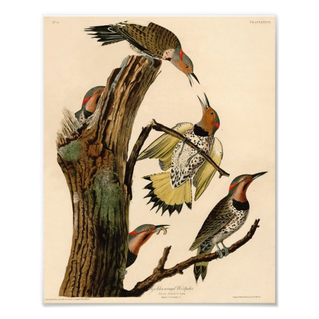 Audubon Illustration Golden Winged Woodpecker Photo Print (Front)