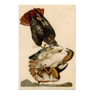 Audubon Illustration Red-tailed Hawk Photo Print