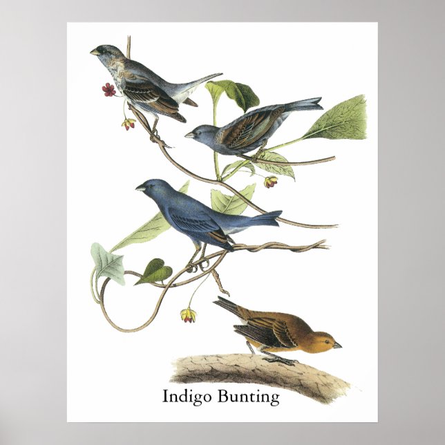 Audubon Indigo Bunting Print (Front)