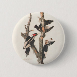 Audubon Ivory-Billed Woodpecker 2 Inch Round Button