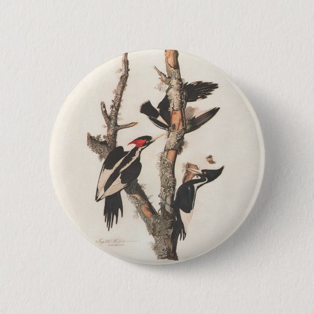 Audubon Ivory-Billed Woodpecker 2 Inch Round Button (Front)