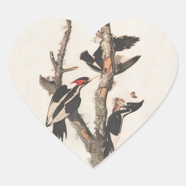 Audubon Ivory-Billed Woodpecker Heart Sticker (Front)