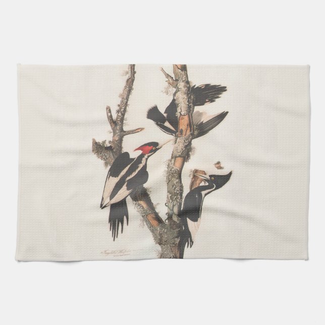 Audubon Ivory-Billed Woodpecker Kitchen Towel (Horizontal)