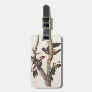 Audubon Ivory-Billed Woodpecker Luggage Tag