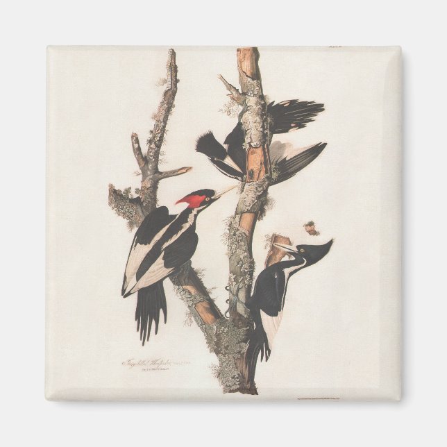 Audubon Ivory-Billed Woodpecker Magnet (Front)
