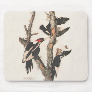 Audubon Ivory-Billed Woodpecker Mouse Pad