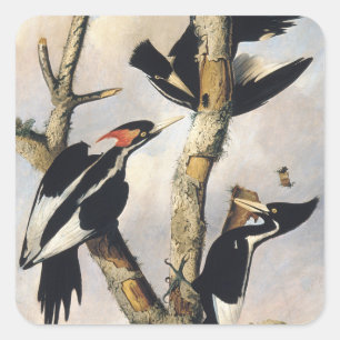 Audubon Ivory-Billed Woodpecker Painting Square Sticker