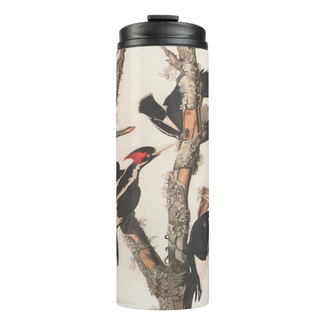 Audubon Ivory-Billed Woodpecker Thermal Tumbler (Front)