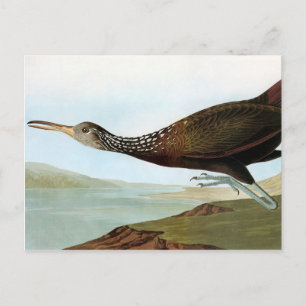 Audubon: Limpkin Postcard