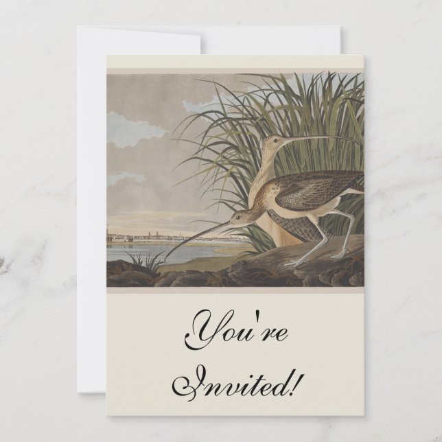 Audubon Long-Billed Curlew Bird Invitation (Front)