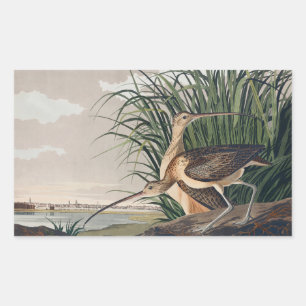 Audubon Long-Billed Curlew Bird Sticker