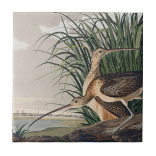 Audubon Long-Billed Curlew Bird Tile