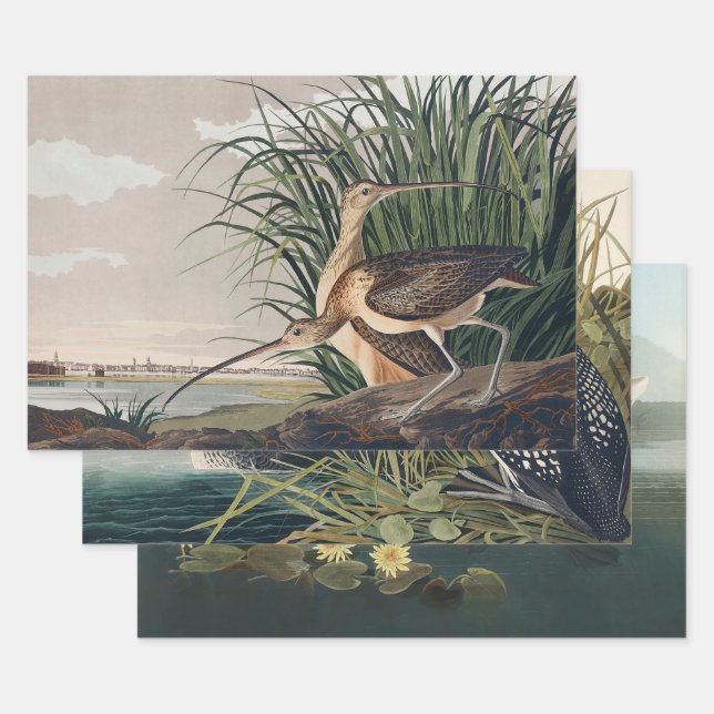 Audubon Long-Billed Curlew Bird Wrapping Paper Sheet (Set)