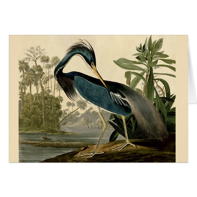 Audubon Louisiana Heron Birds America Art (Devant horizontal)