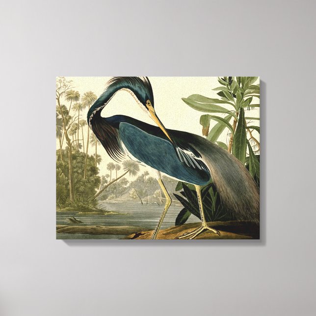 Audubon Louisiana Heron Birds America Art Canvas Print (Front)