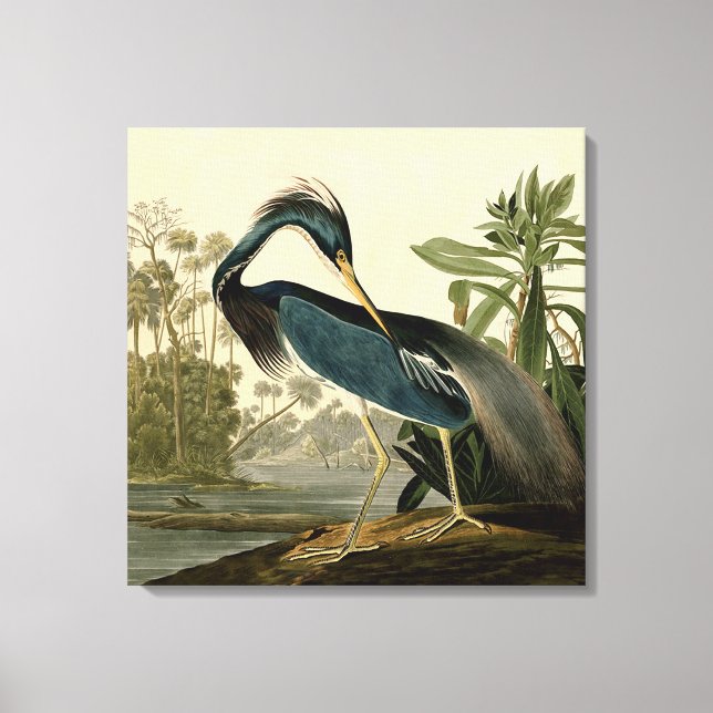 Audubon Louisiana Heron Birds America Art Canvas Print (Front)