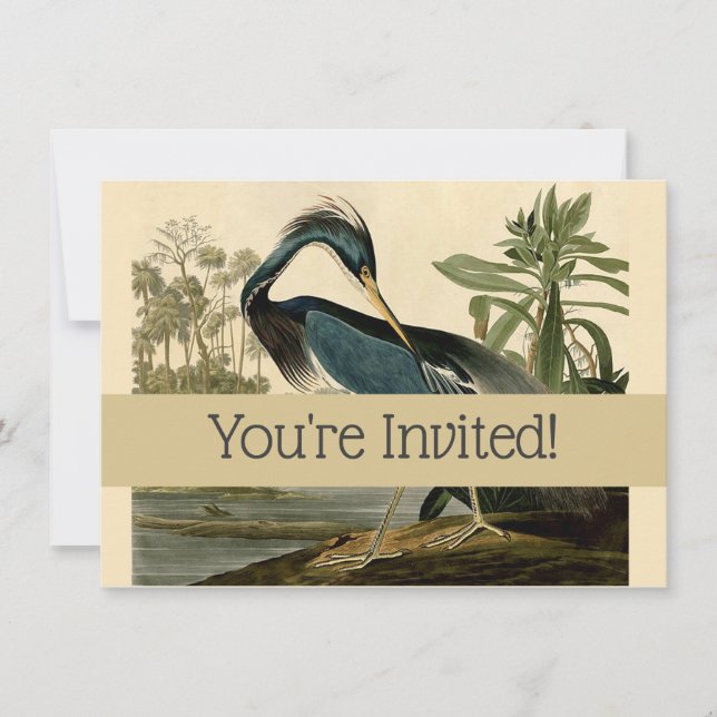 Audubon Louisiana Heron Birds America Art Invitation (Front)