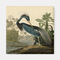 Audubon Louisiana Heron Birds America Art