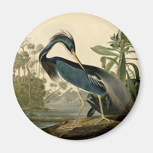 Audubon Louisiana Heron Birds America Art Magnet (Front)